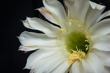 Fototapeta na wymiar Cactus echinopsis tubiflora