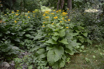 Inula helenium - very impressive, tall yellow daisy-like plant