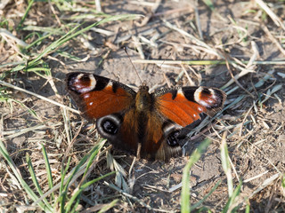 Peacock butterfly sittig on a ground