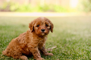 Cavoodle Puppy