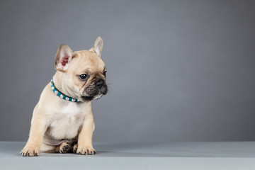 French Bulldog Puppy Leaning and Looking to the Right Side