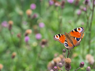 Peacock butterfly sittig on a plant
