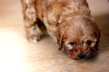 Cavoodle Puppy