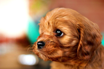 Cavoodle Puppy