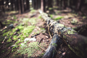 Fototapeta premium Rotten tree in a wood. covered by moss