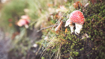 Amanita toxic mushrooms hidden in grass