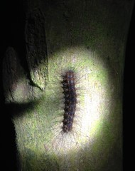Caterpillar in the light, night, jungle, Borneo, Malaysia