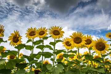 field sunflowers yellow
