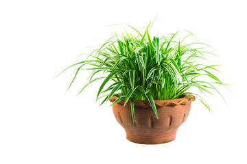 Green potted plant, trees in the cement pot isolated on white background.