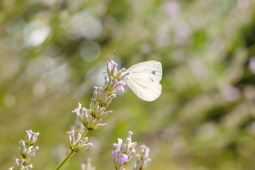 small, tender butterfly in meadow