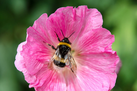bumblebee in the middle of a flower