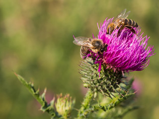 Bees sitting on a thistle flower
