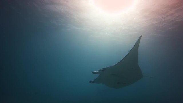 manta ray in Maupiti, french polynesia