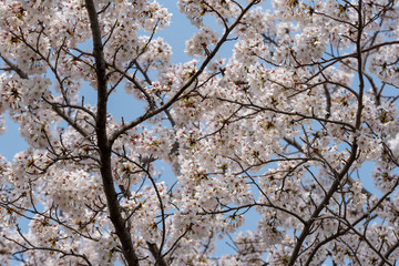 桜の花