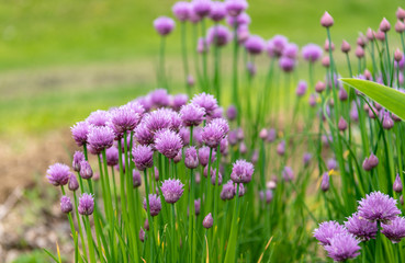 Fototapeta premium アサツキの花