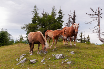 Obraz na płótnie Canvas Horses in the field.