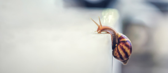 Common garden snail, garden pests climbing white wall, selective focus.