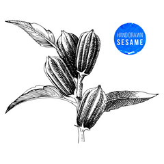 Hand drawn sesame plant