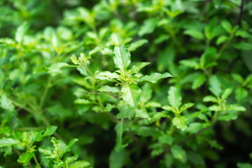 Thai holy basil in vegetable garden in nature. The leaves of holy basil, known as kaphrao in the Thai language, are commonly used in Thai cuisine. Rustic style. Country village agriculture concepts.