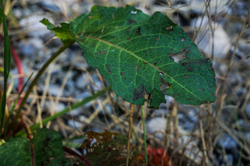 Naklejka premium blatt