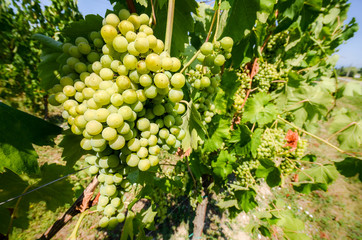 Ripe green grapes with leaves hanging on an bunch