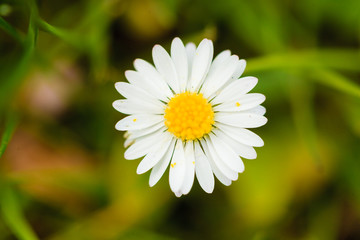 Fototapeta premium Detailed closeup of white daisy flower