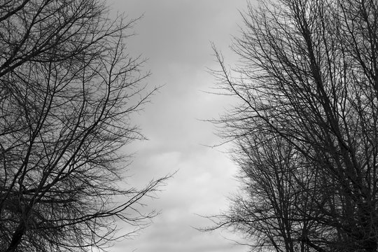 Two black trees with a gloomy cloudy background. This image can be used as a scary Halloween background image. 