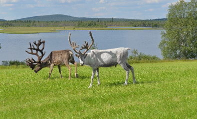 Two Reindeers with large horns grazing on green meadow on shore of northern lake. Finnish Lapland