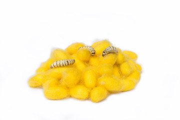 Cocoons and silkworms