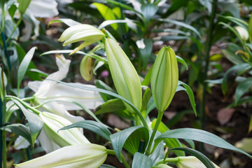 Lilly flower in the garden.