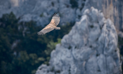 Grifone in volteggio