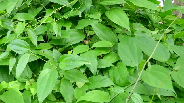 Thunbergia laurifolia Lindl Herb