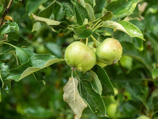 Obraz premium Close up view on wet green leaves and apples in the garden. Fruit grove after rain at summer. Apple branch with apples and leaves. Drops of rain on fruits. Blurred background. Soft selective focus