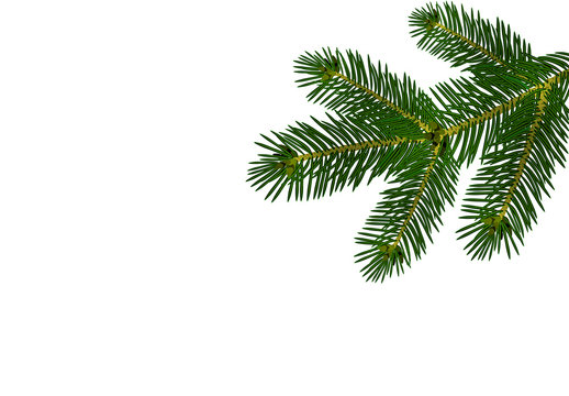 A green realistic lush branch of fir or pine. Isolated on white background. illustration