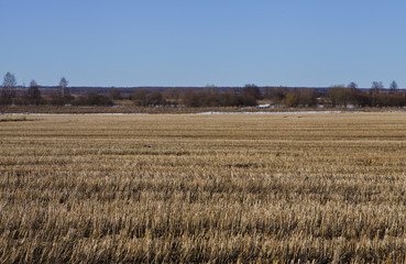 withered stubble field with contrast trees behind and clear blue sky background