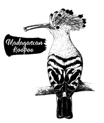 Hand drawn sketch style Madagascan hoopoe isolated on white background. Vector illustration. © Ecaterina Sciuchina