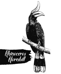 Hand drawn sketch style rhinoceros hornbill isolated on white background. Vector illustration. © Ecaterina Sciuchina