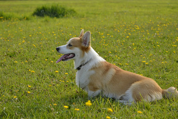 Puppy Corgi pembroke on a walk. Young energetic dog on a walk. Puppies education, cynology, intensive training of young dogs. Walking dogs in nature.