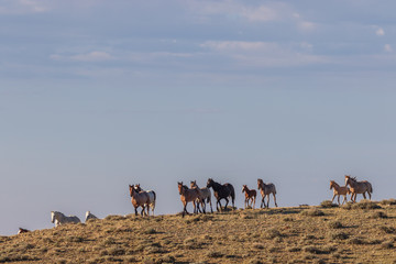 Herd of Wild Horses in Colorado