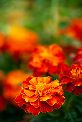 Orange and Red Marigold