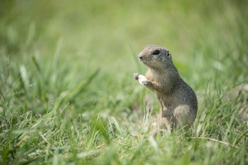 Naklejka na ściany i meble Ground squirrel eating nuts 