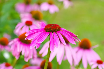 Purpur-Sonnenhut - Purple coneflower, nice pink flower