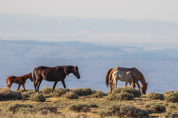 Fototapeta na wymiar Herd of Wild Horses in Colorado
