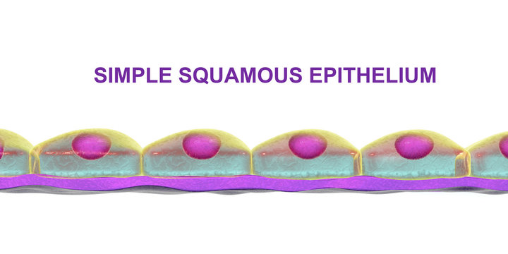Simple squamous epithelium, 3D illustration. Histology background. It is found in alveoli, forms lining of blood vessels, heart cavities