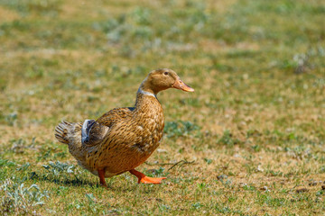 duck walks on a meadow