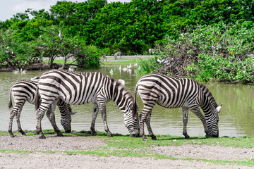 Fototapeta na wymiar Family of Zebra is eating and drinking from the lake
