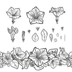 Vector set of outline petunia flowers and seamless decorative border for floral design. - obrazy, fototapety, plakaty