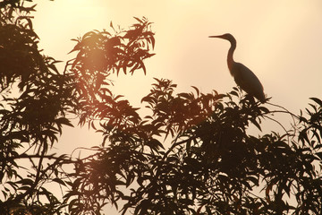 silhouette egret standing on the tree in evening.
