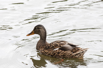 дикая утка плавает по реке.