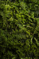 Green moss